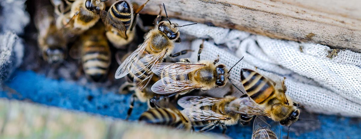 Bird, Wasp & Bee Nest Removal in West London
