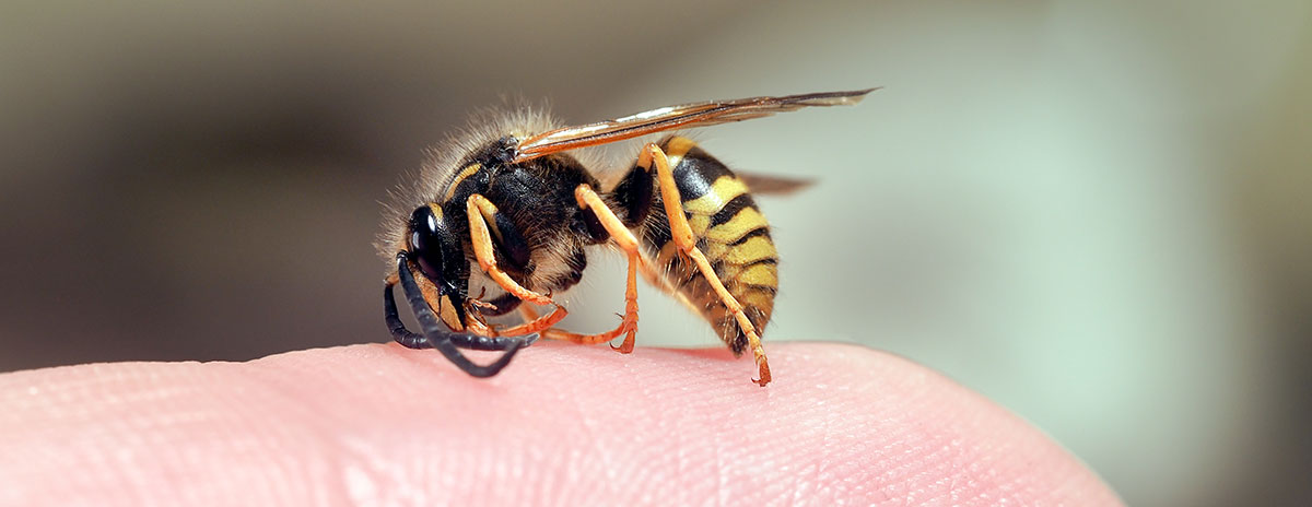 Pest Control in & around West London