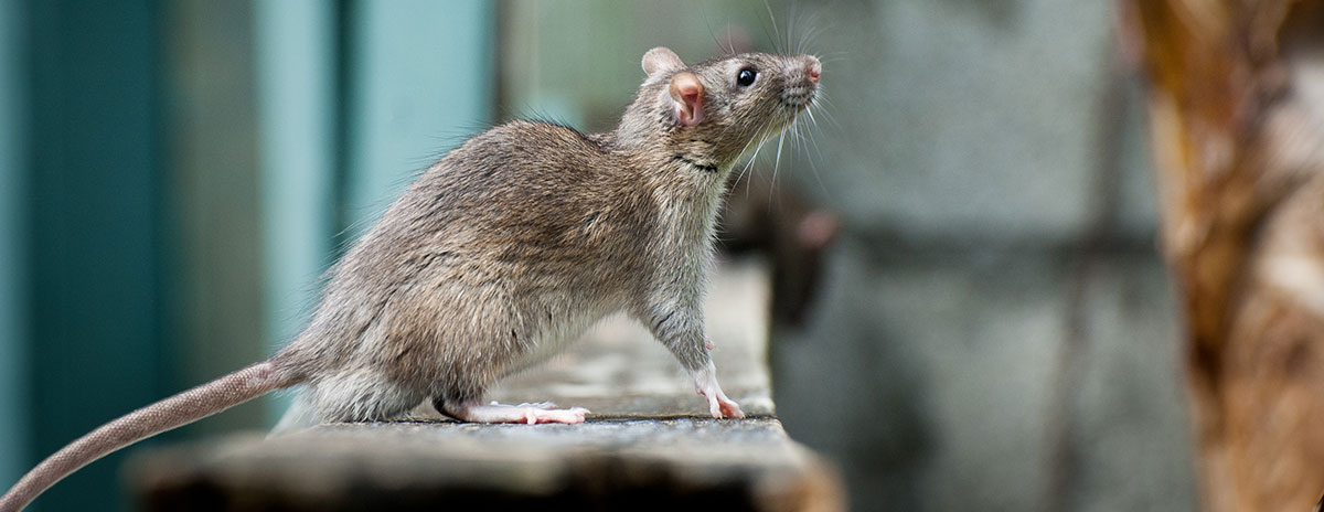 Rodent Control in & around West London