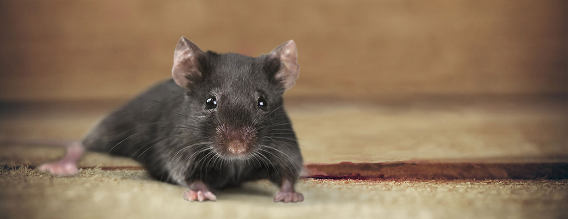 PEST CONTROL & PROOFING