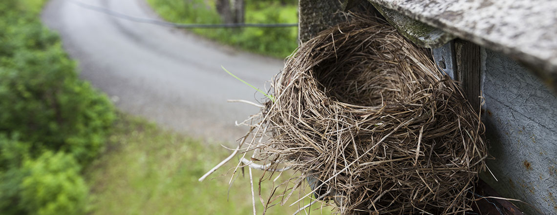 Using Only the Best Nest Removal Methods in Tolworth KT6 & Kingston Postcodes Using Only the Best Nest Removal Methods in Tolworth KT6 & Kingston Postcodes